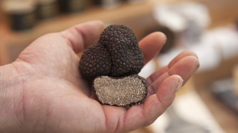 Hand holding truffle mushrooms 