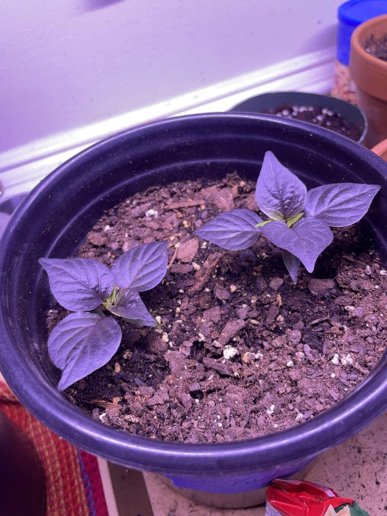 FOX Purple Ghost Gnarly Ruby