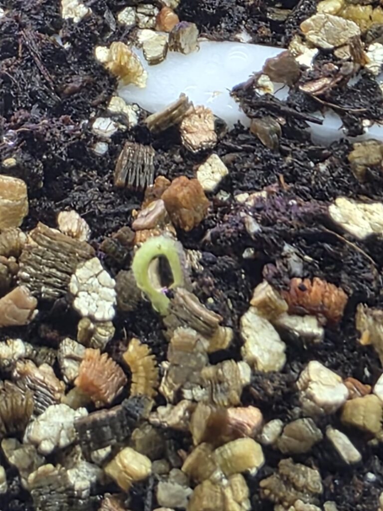 This is it! This is it!