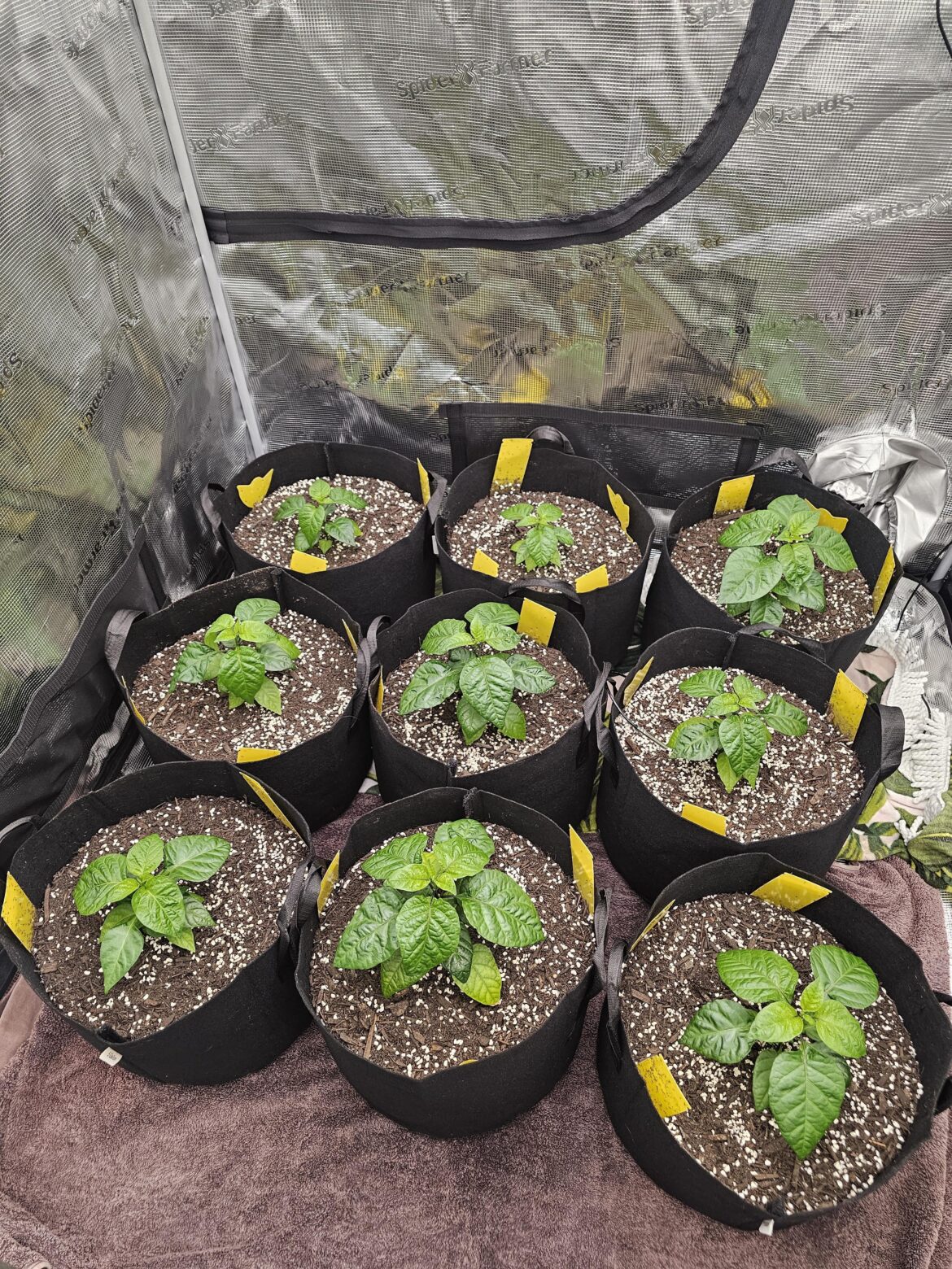 How beneficial would it be to use rain water for watering my grow tent peppers? How beneficial would it be to use rain water for watering my grow tent peppers?