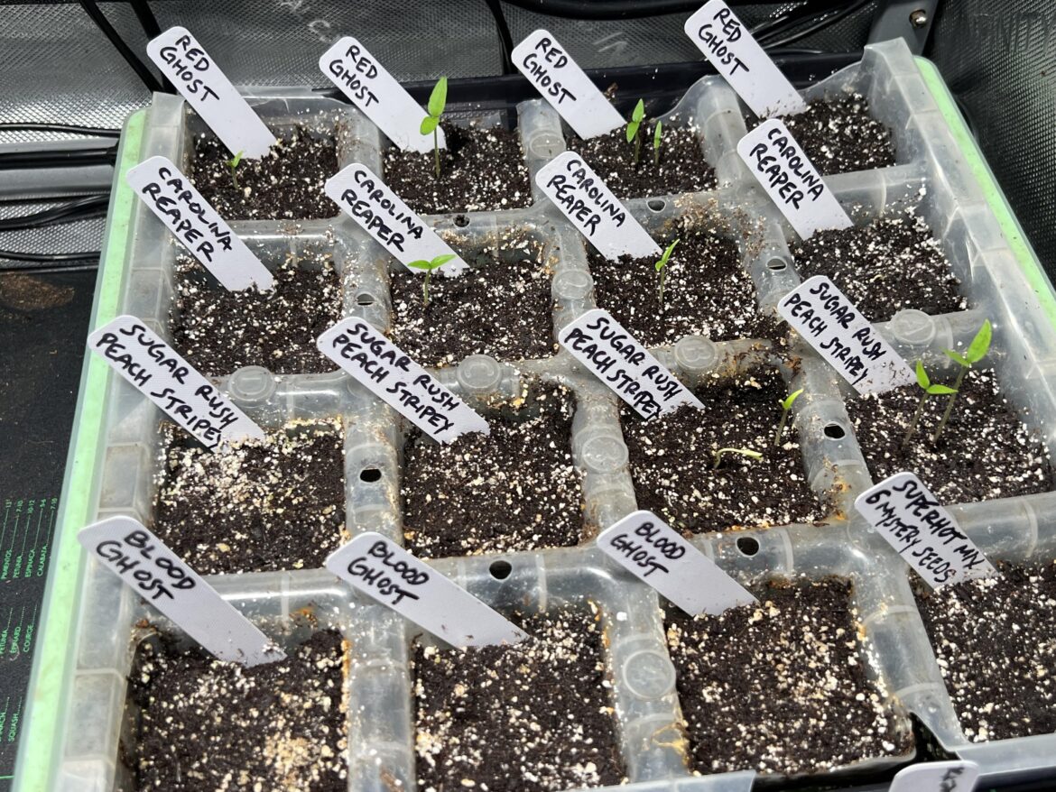 Germination in 2 weeks. I was shocked.