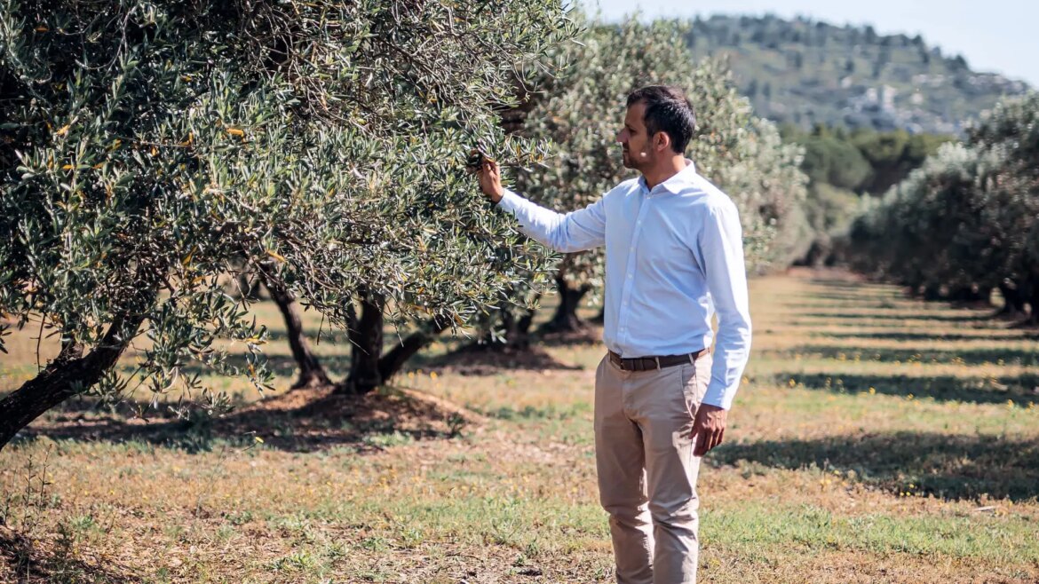 France’s Harvest Exceeds Expectations Despite Production Dip Olive Oil Times