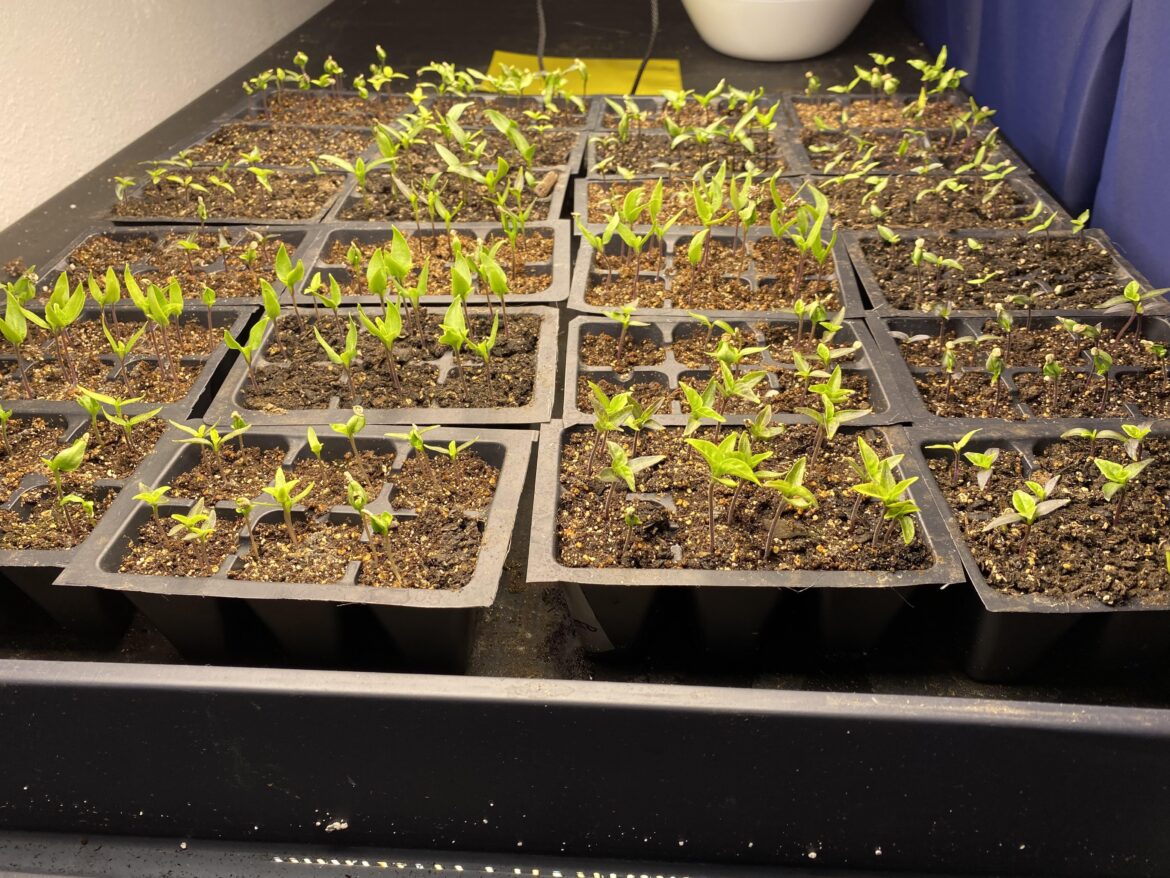 When to start fertilizing? When to start fertilizing?