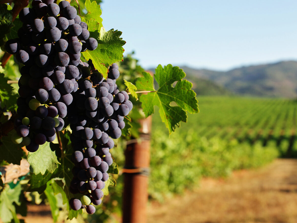 The Shout Magazine (New Zealand)