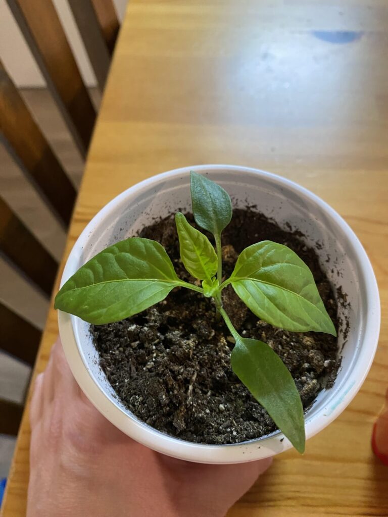 Scotch Bonnet Peppers Scotch Bonnet Peppers