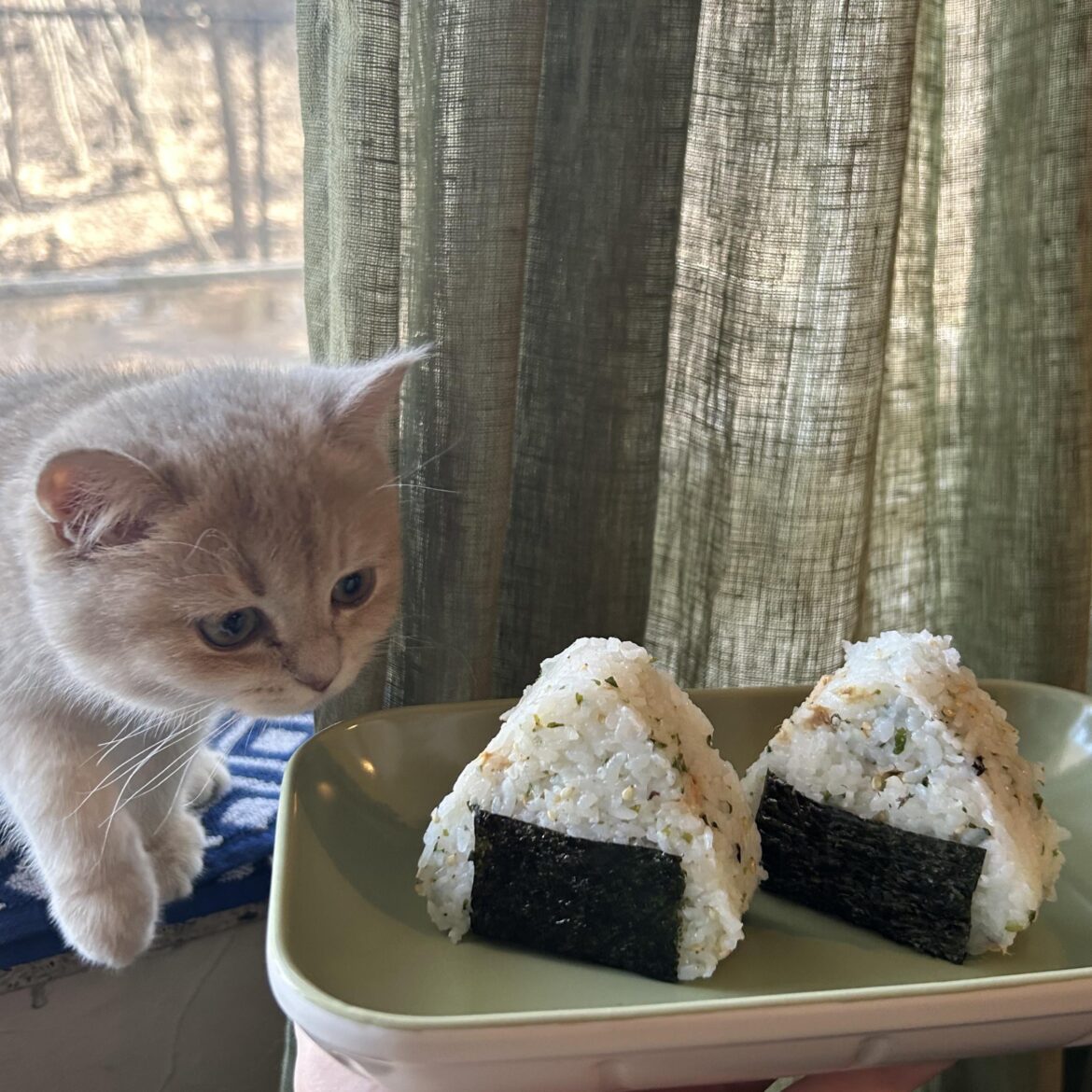 Tuna onigiri 🍙