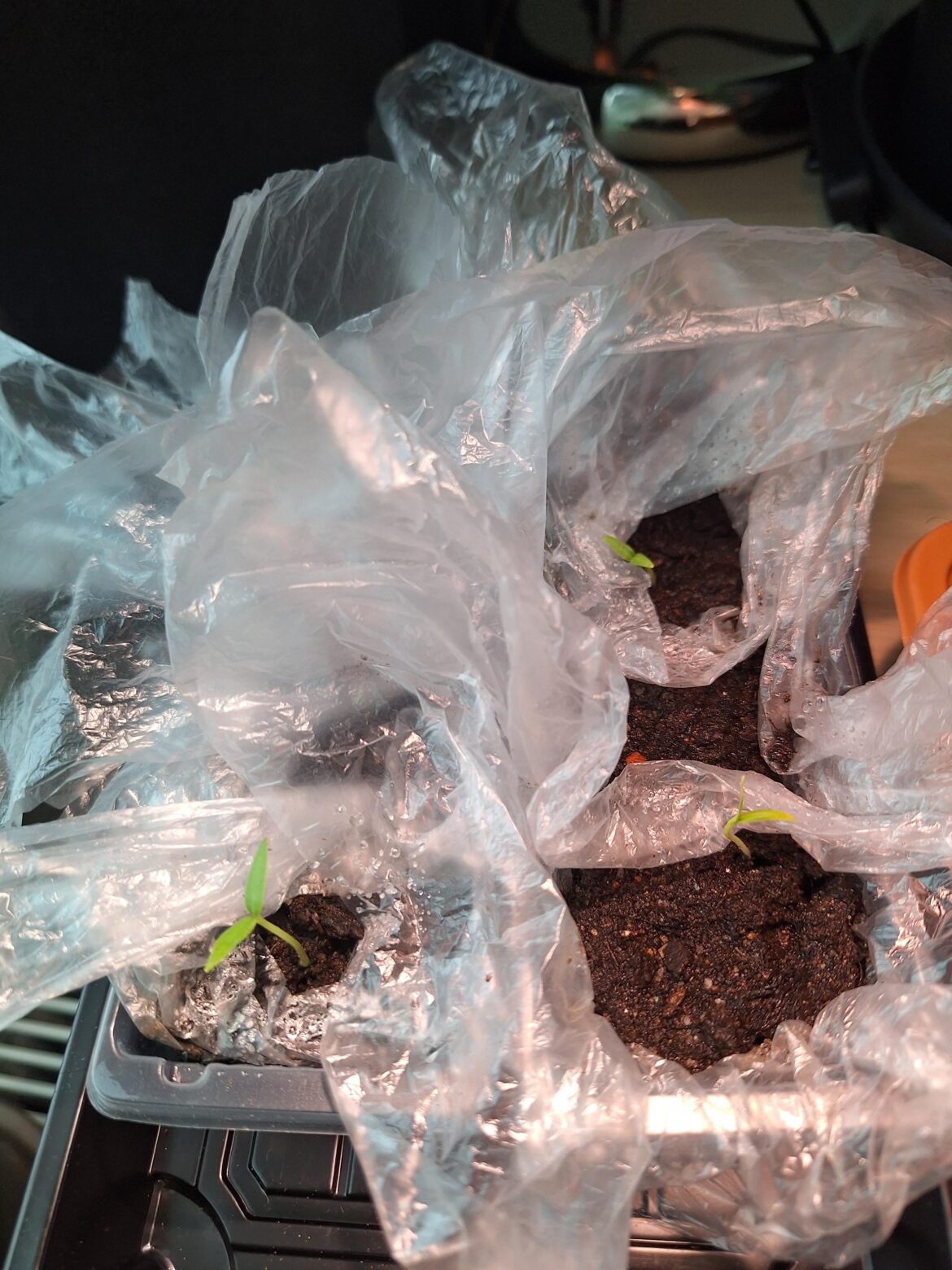 My first ever crossbreed growing nicely 🥰🥰🥰