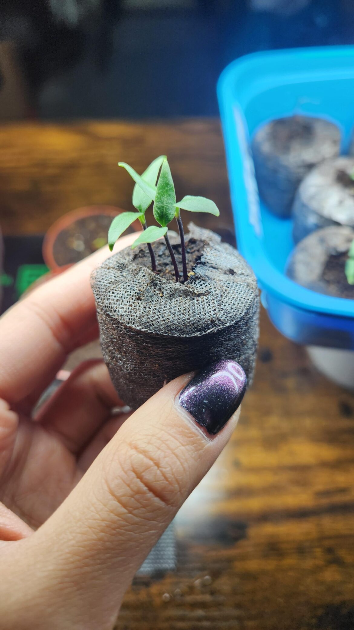 Should I separate these now or wait until they have true leaves? Should I separate these now or wait until they have true leaves?