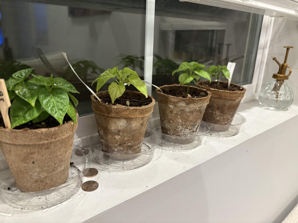 Are these to stubby to go outside? Are these to stubby to go outside?