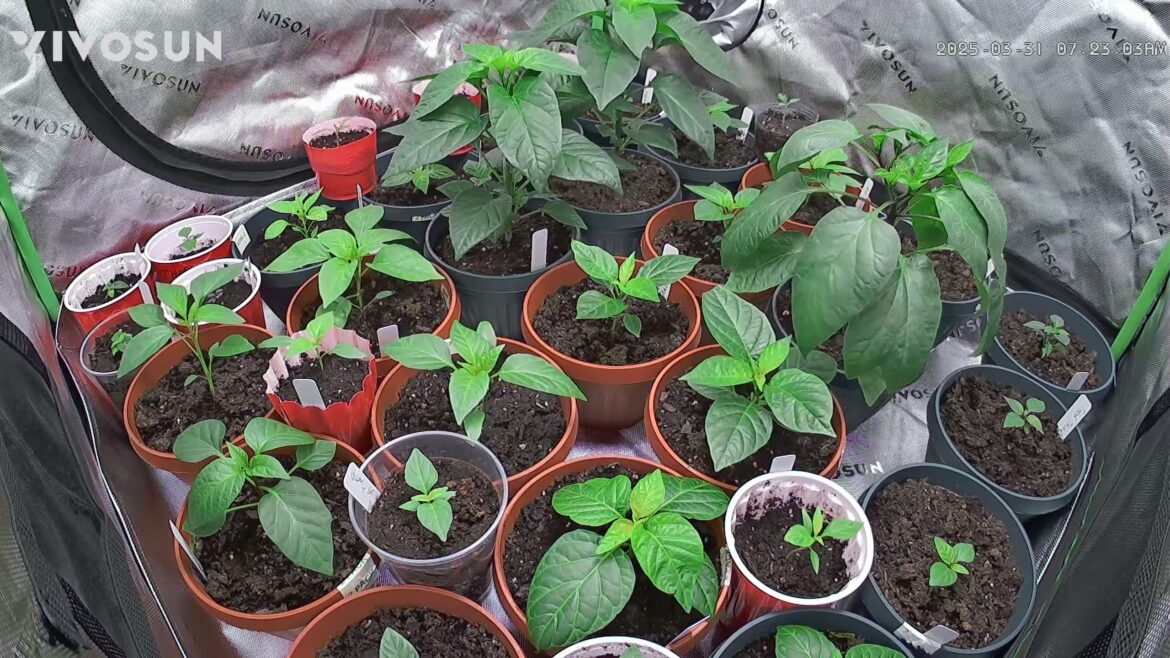 Vivosun tents are incredible!