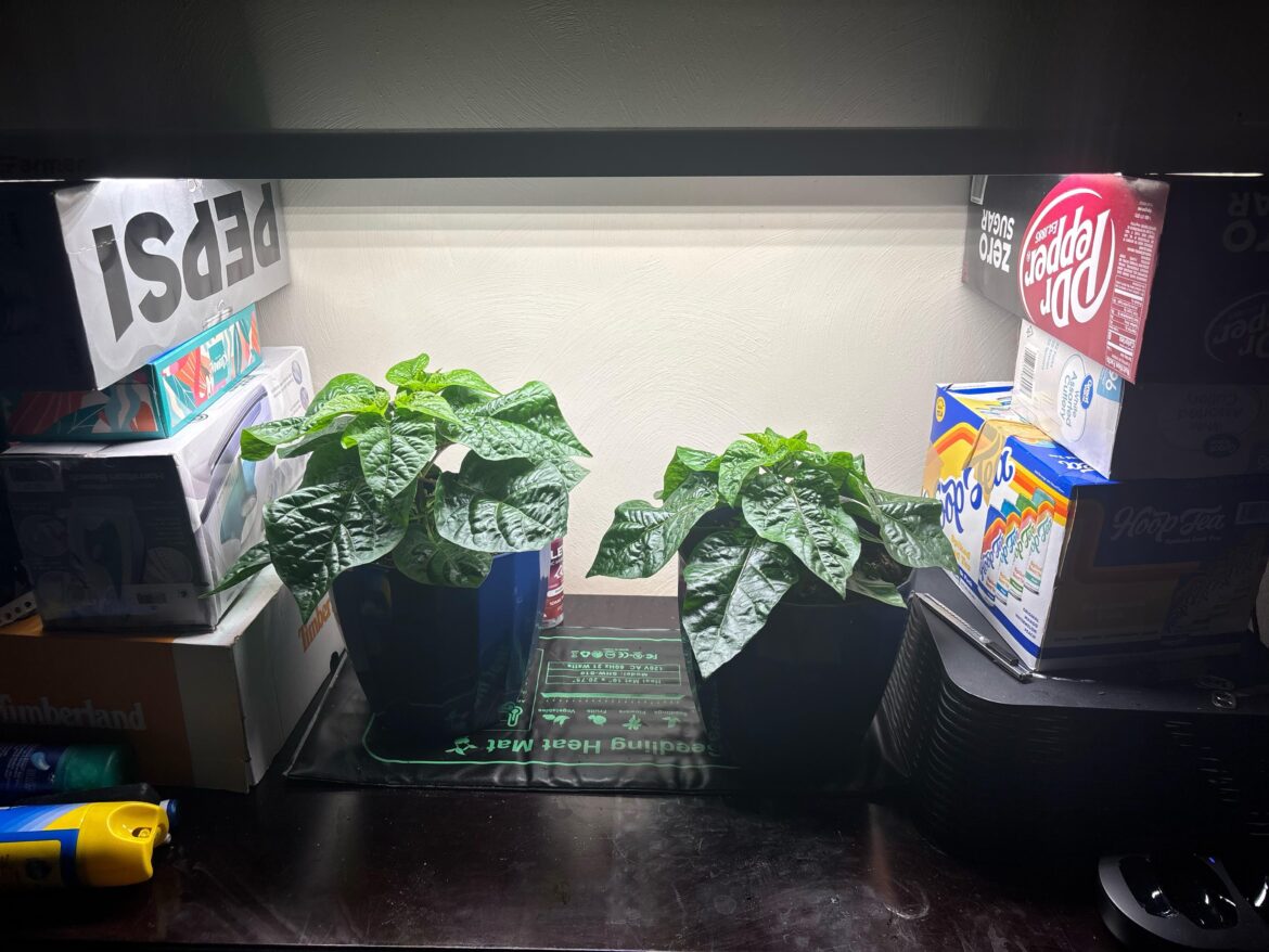 2 month first time growing