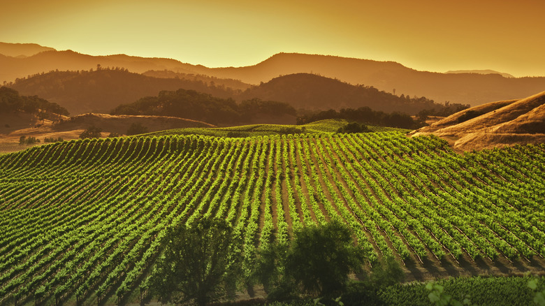A Napa Valley vineyard in the morning.
