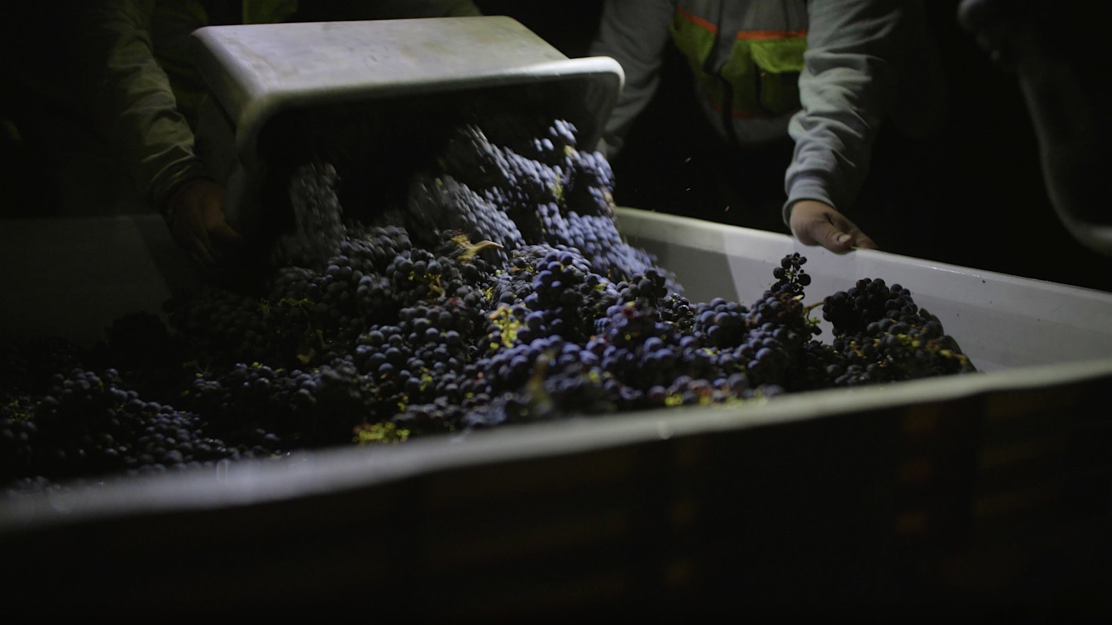  Grapes being collected in a large bin during harvest at a Martinelli vineyard