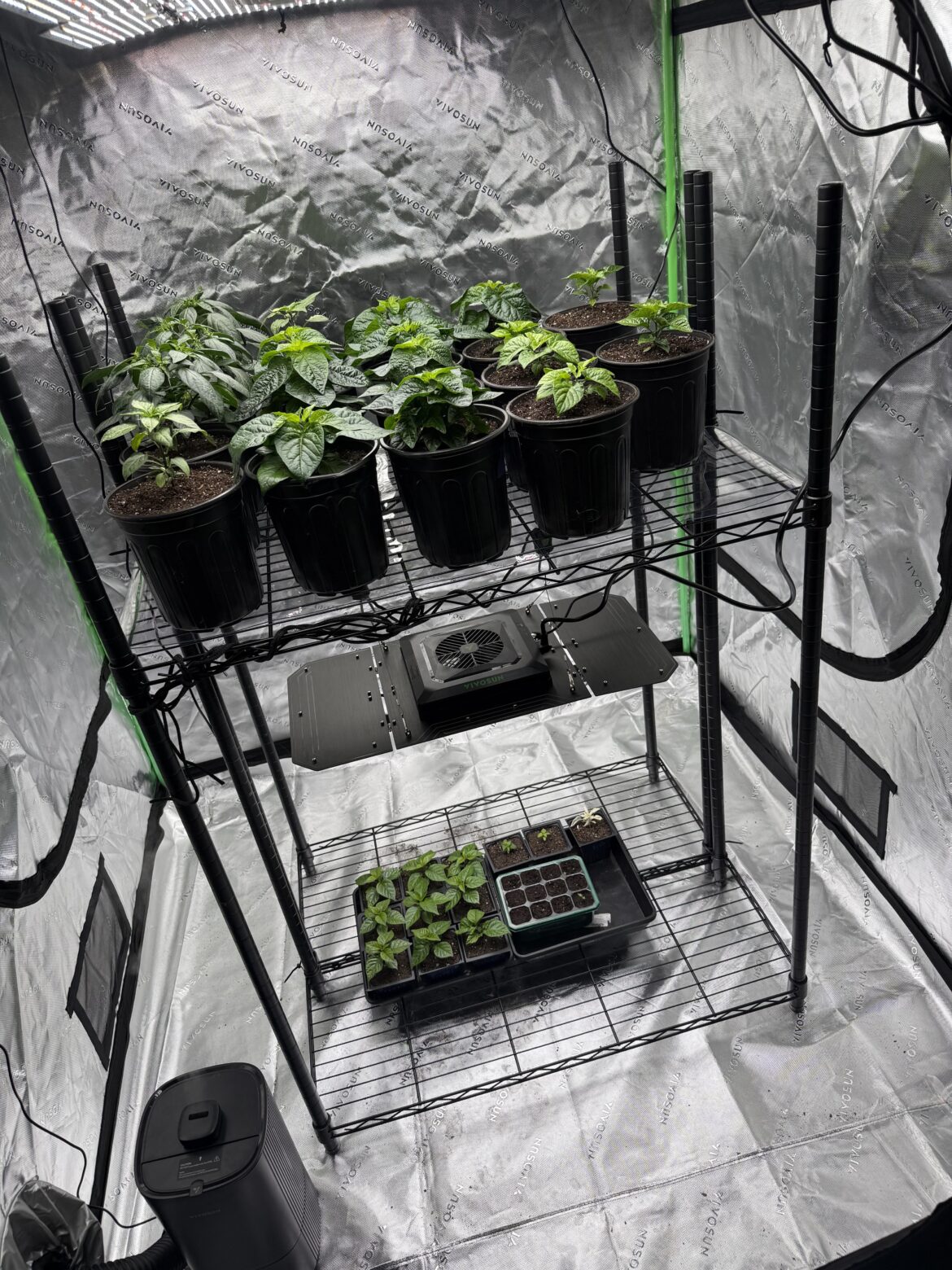 Running out of space in the grow tent, so I added some shelves today