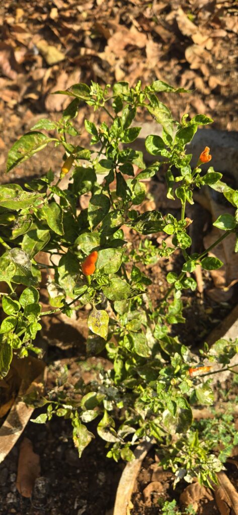 Anyone able to ID these? Anyone able to ID these?