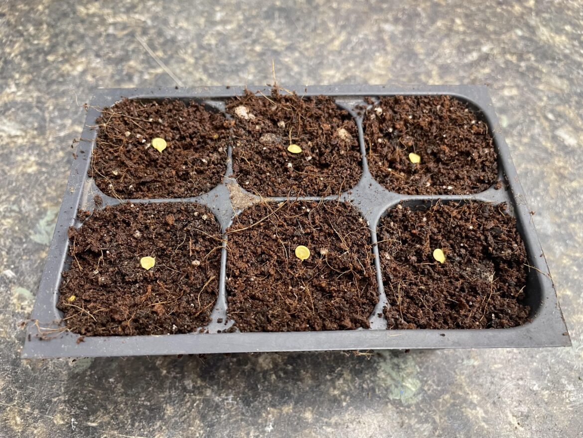 Getting nervous, should I pot up now?