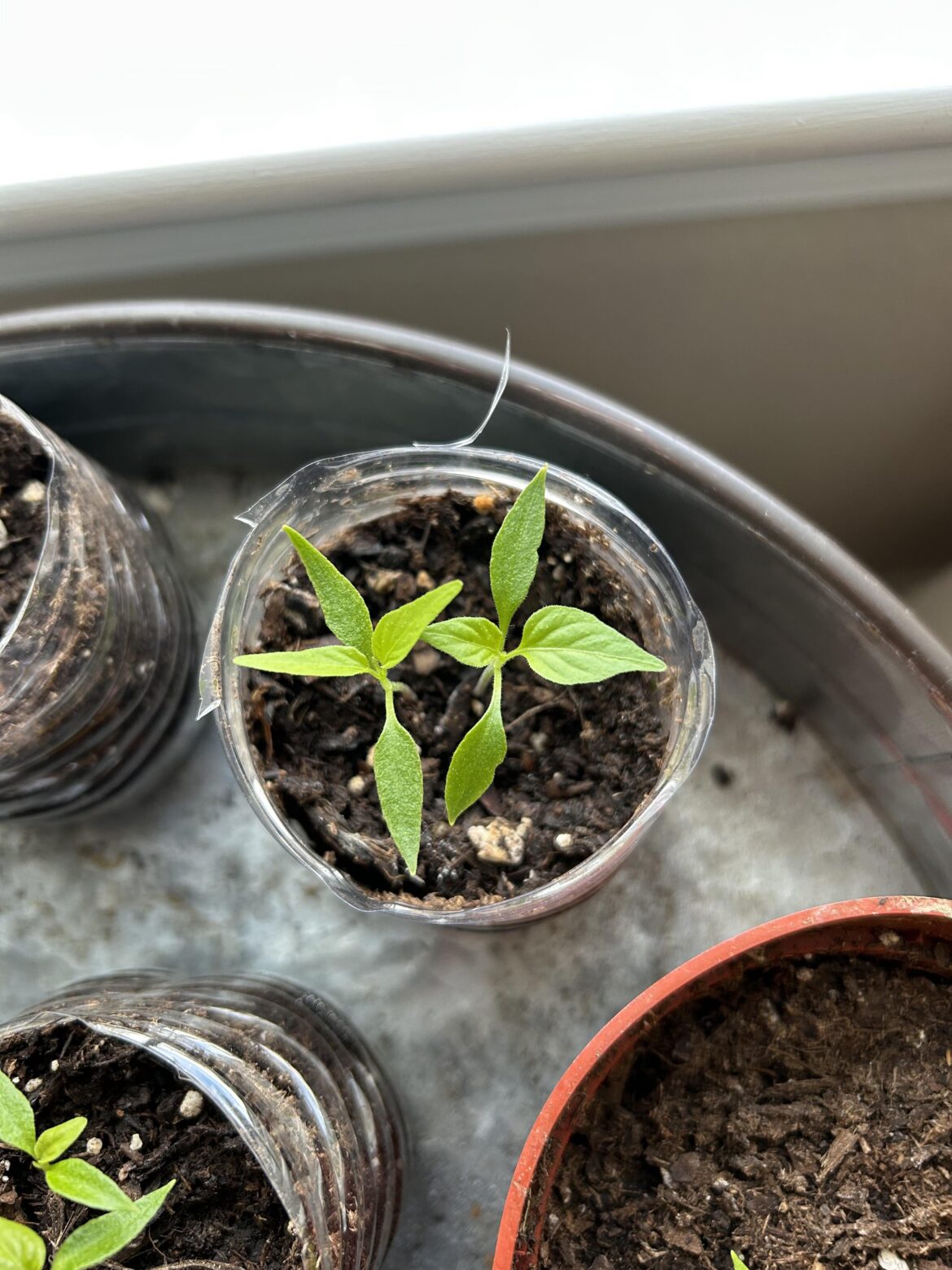 Which one would yall get rid of?