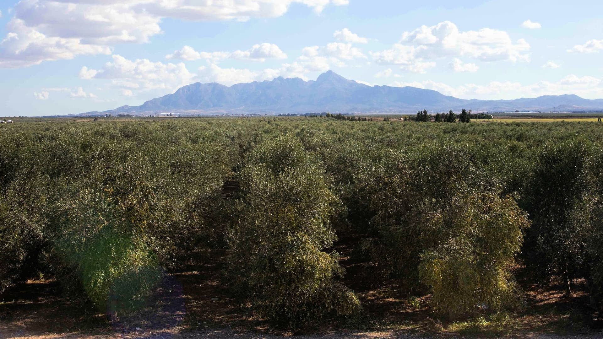 profiles-the-best-olive-oils-production-africa-middle-east-acclaimed-producer-prepares-for-fruitful-harvest-in-tunisia-olive-oil-times