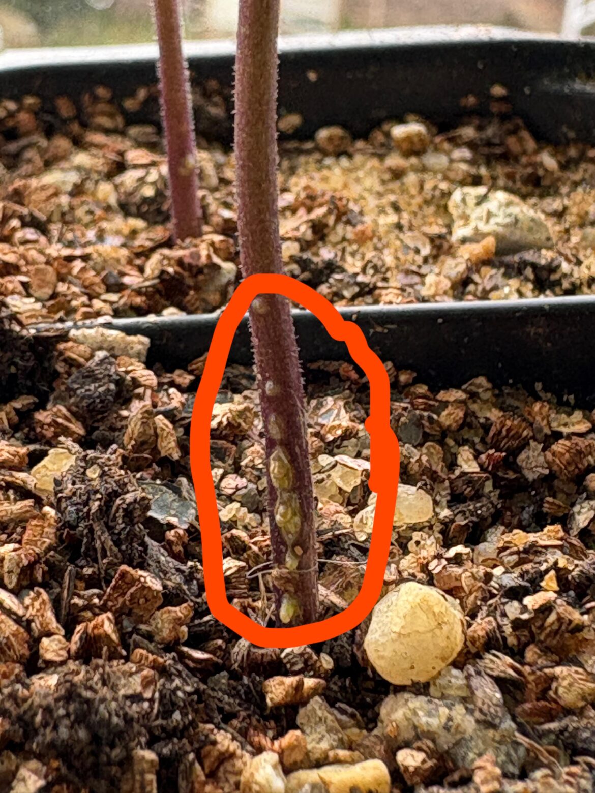 Diseased Jalapeños?