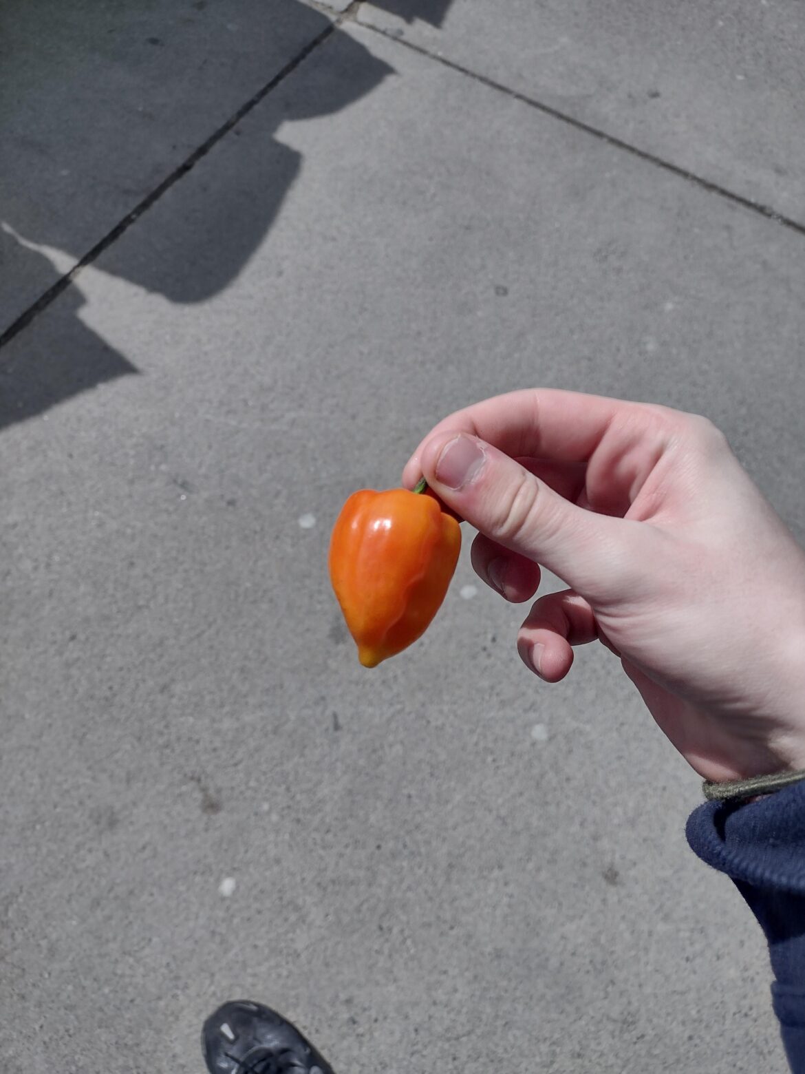 Quit taking THC so I started eating scotch bonnetts to get a natural high lol Quit taking THC so I started eating scotch bonnetts to get a natural high lol