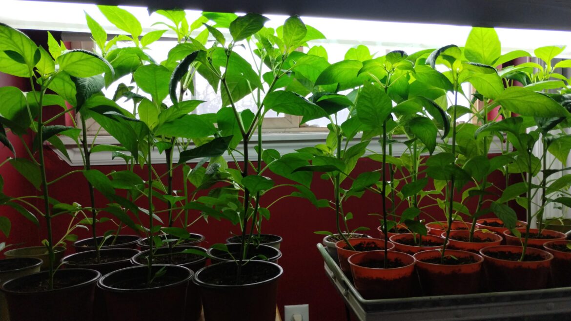 Yeah definitely started my plants too soon