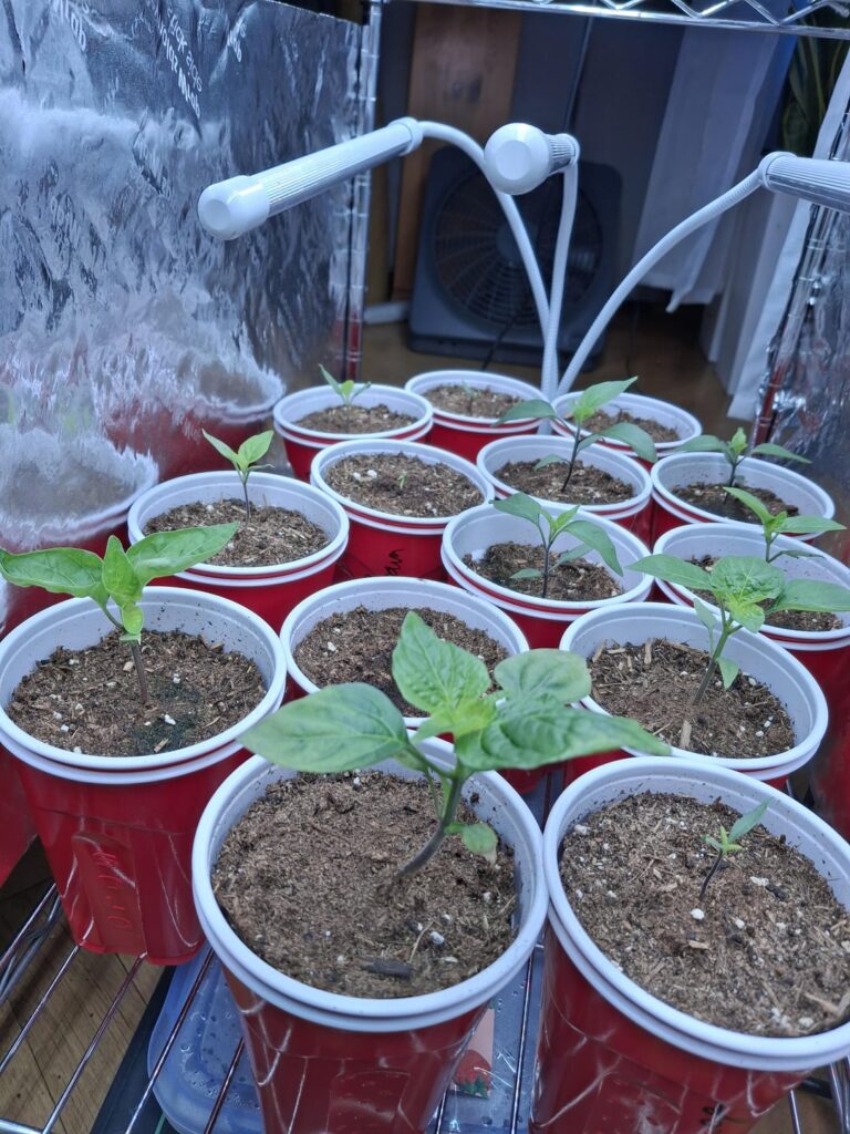 February 8 put in the starters, germinated at different times obviously. Excited for the new season!