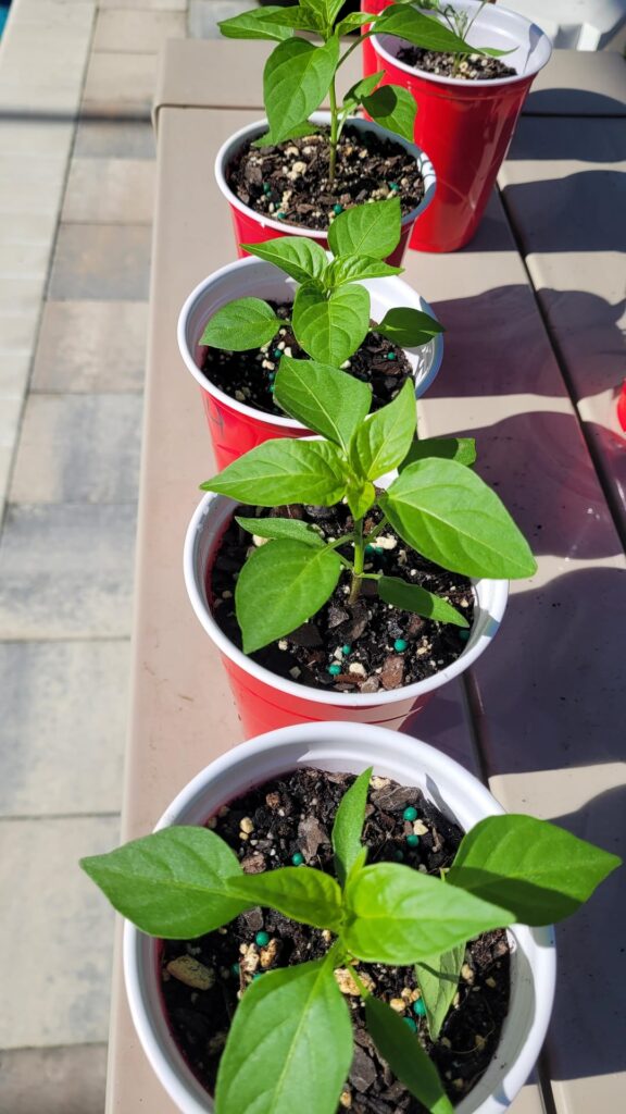To all “Fish Pepper” veterans: When does the variegation begin to show? I’m paranoid these aren’t “Fishes.” To all "Fish Pepper" veterans: When does the variegation begin to show? I'm paranoid these aren't "Fishes."