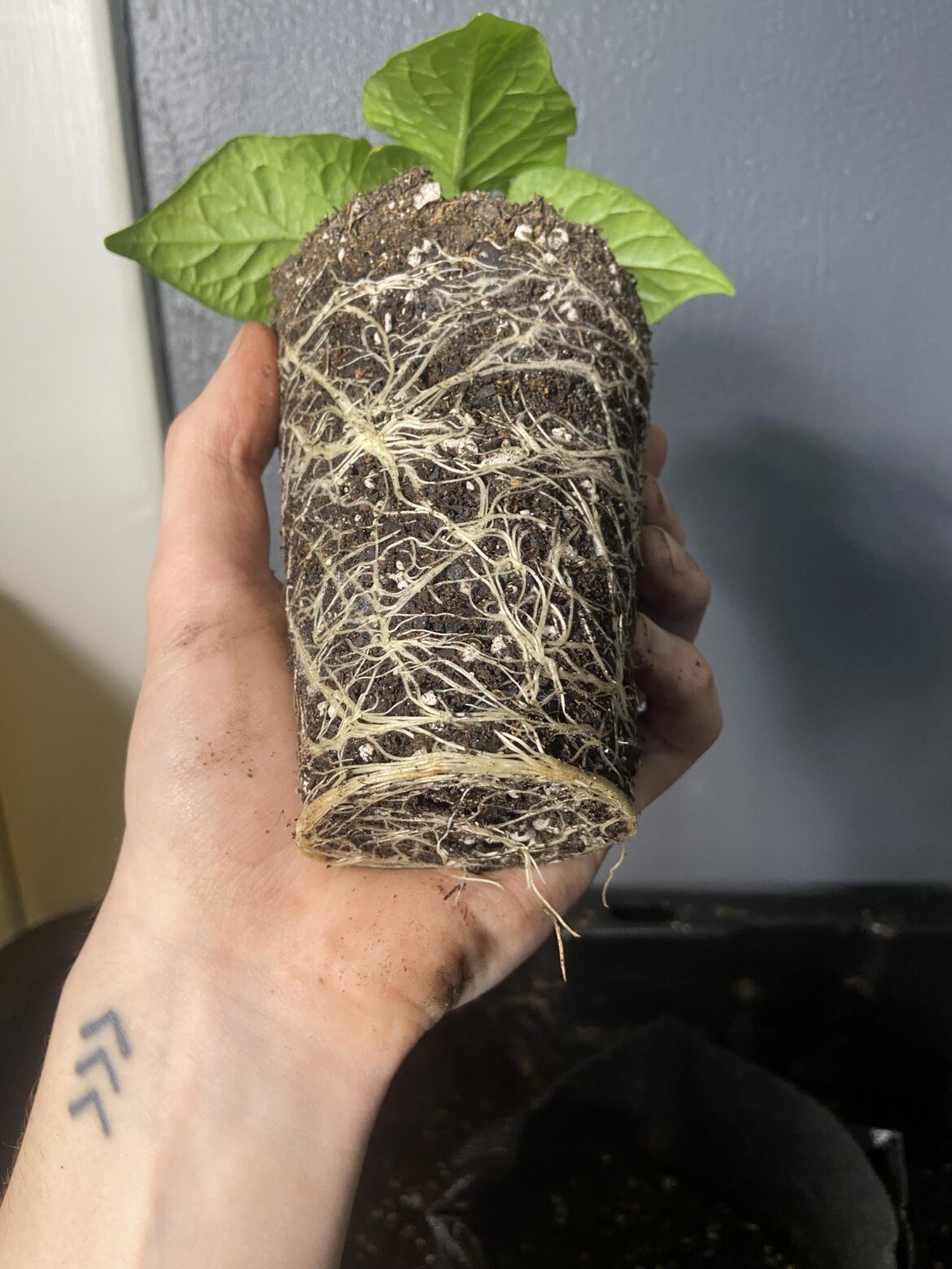 Whoops.. didn’t think the root system would form this quick. Mycorrhizae really makes a difference :)