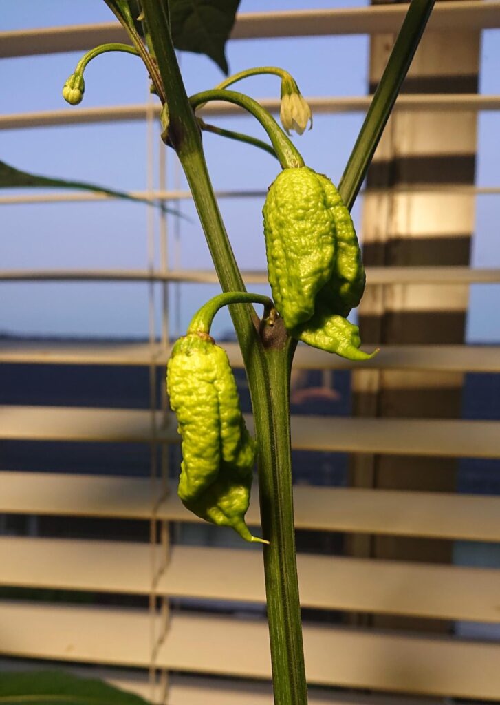 My first Reapers - been buying "Reaper" seeds here in NZ for a few years, these are the first that have grown into actual Reapers