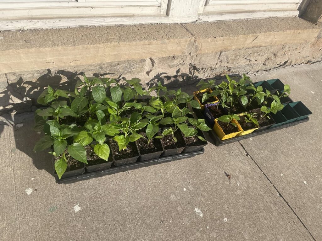 Taking my pepper children out to praise the sun for the first time [T]/