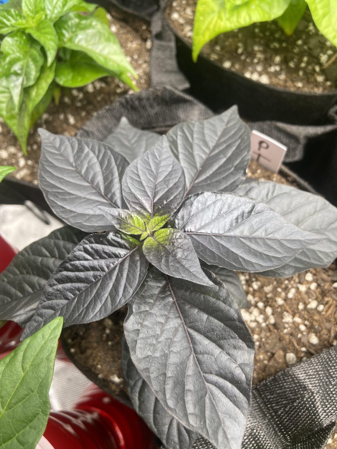 Pink tiger at 6 weeks. Love the dark foliage