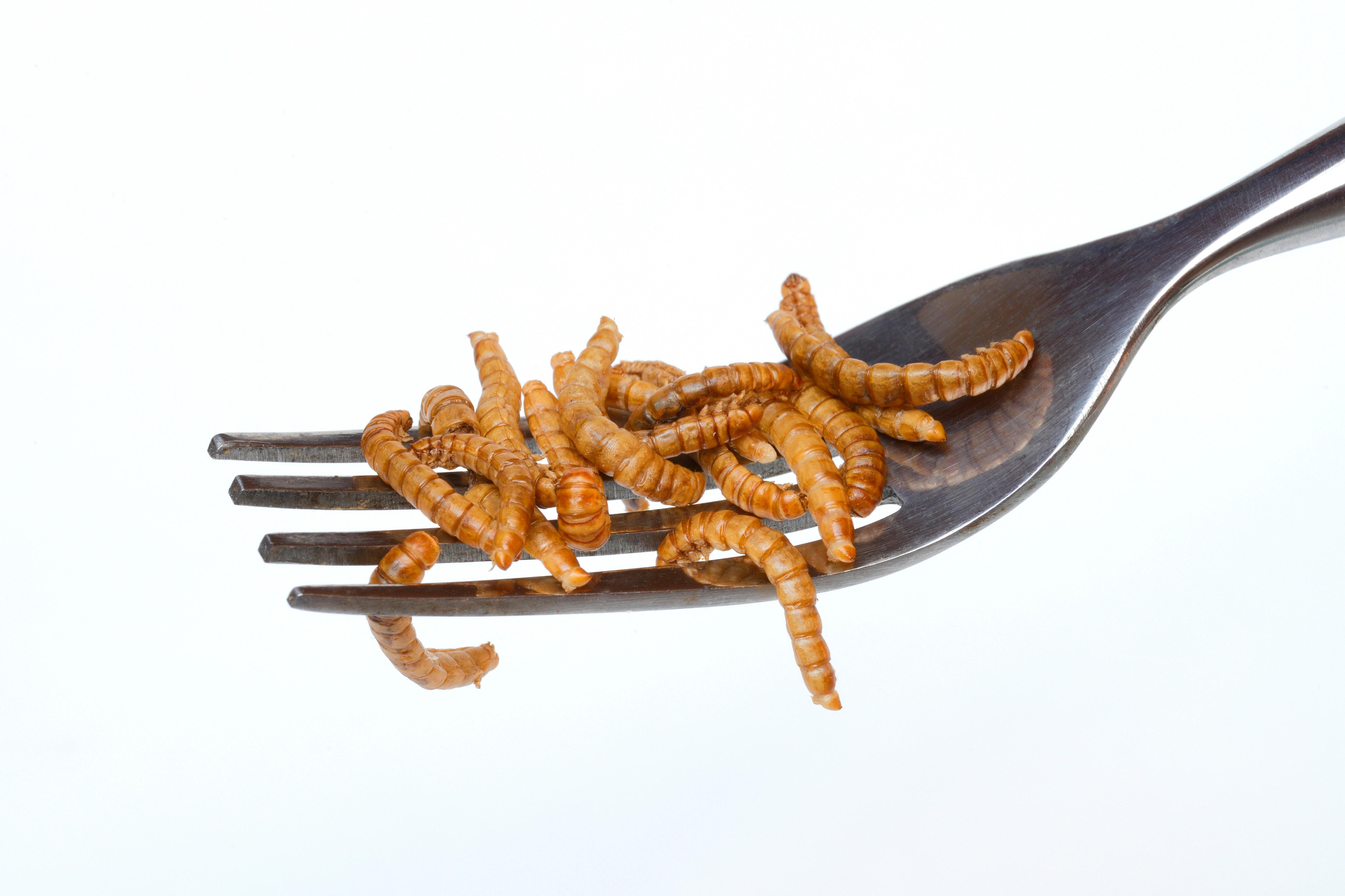 Dried mealworms on a fork.