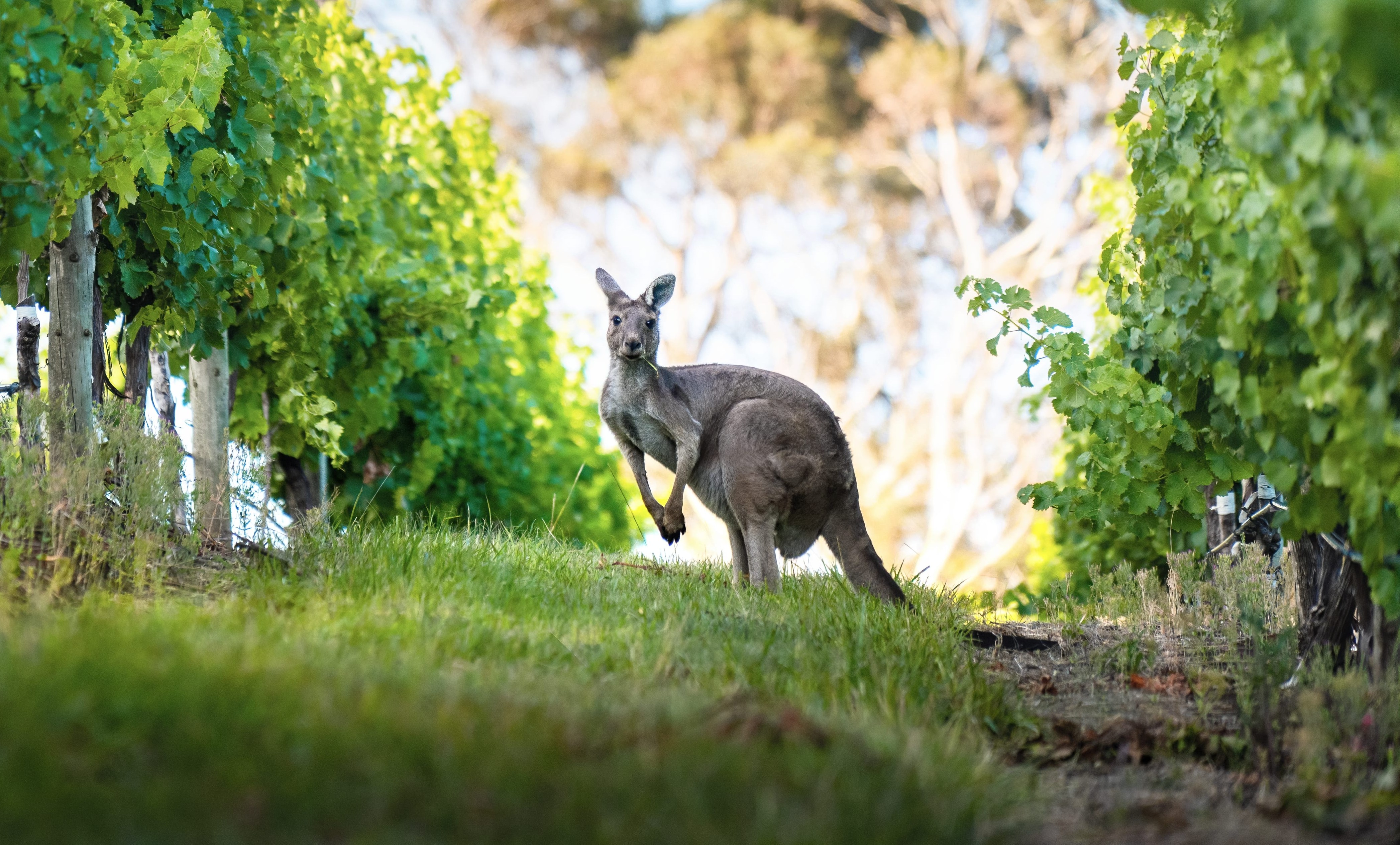 Kangaroo in a vineyard.