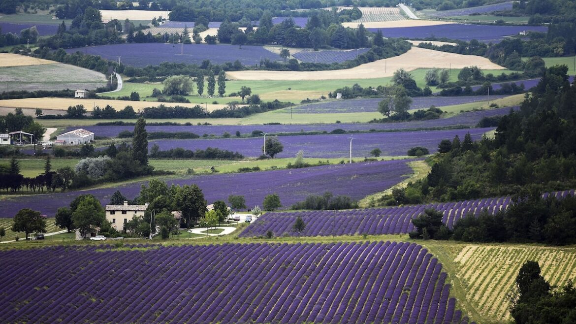 Provence's Legendary Lavender and Olives Threatened by a Changing Climate