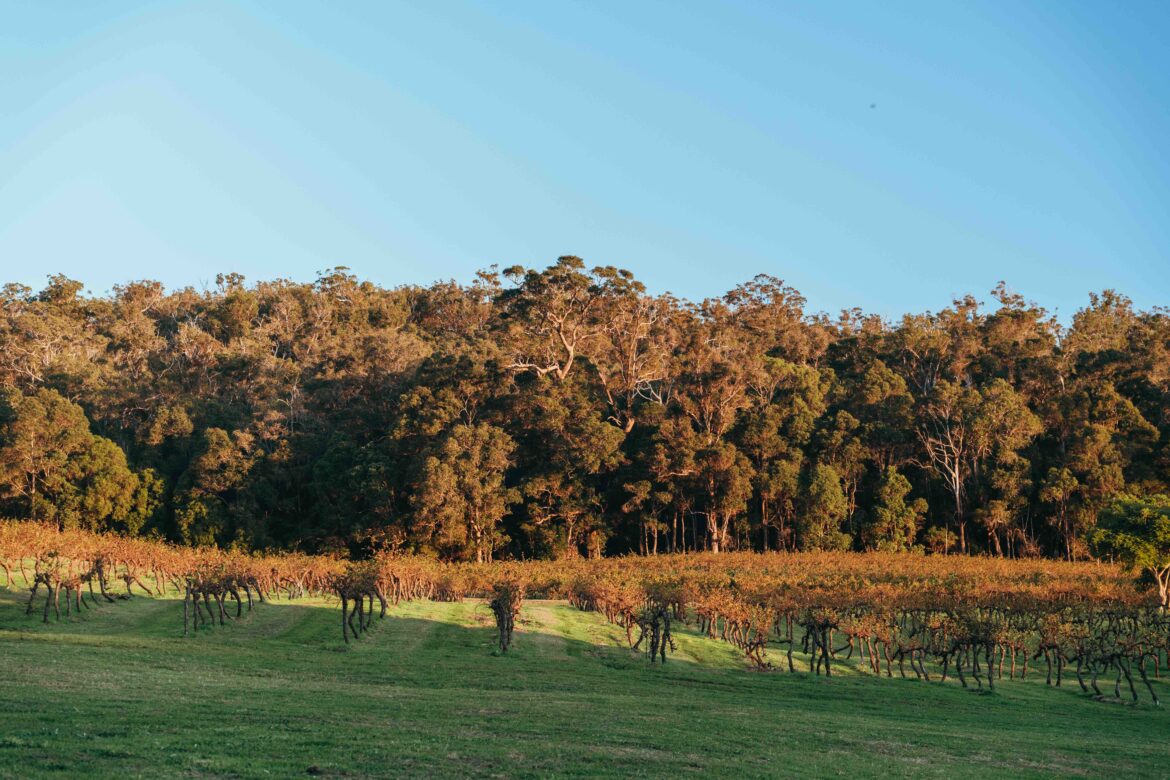 Pinot Picnic Returns to WA’s Southern Forests and Valleys