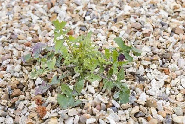 Gardeners are being told to try this 1 product