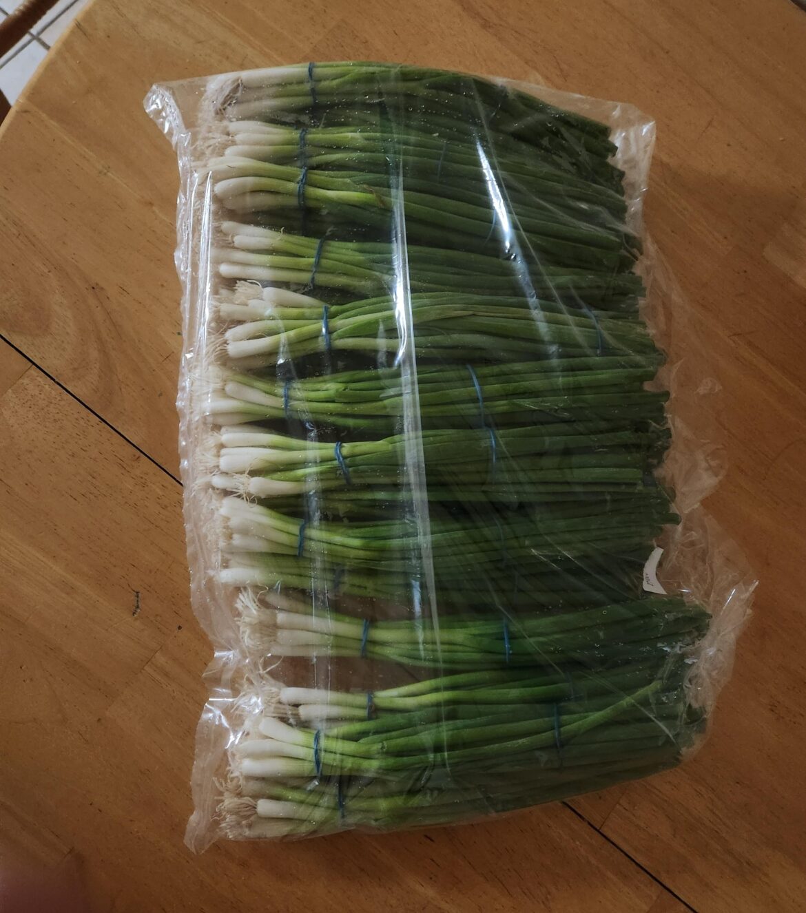 I was just gifted this very large bag of green onions
