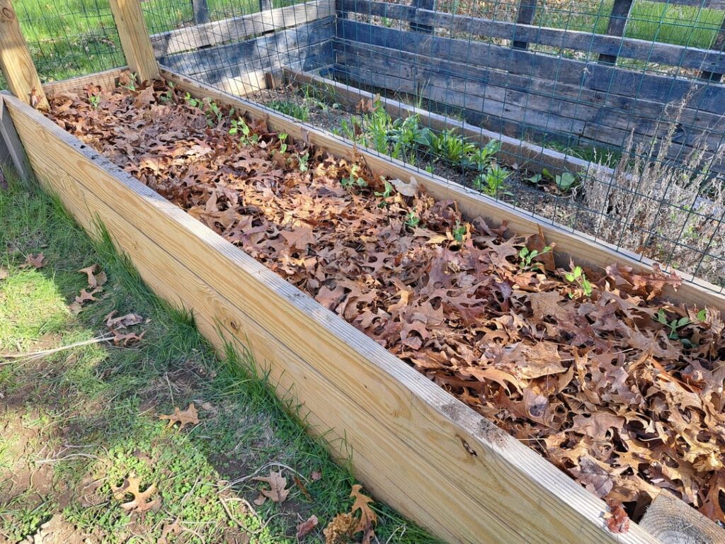 Dead leaves as mulch?