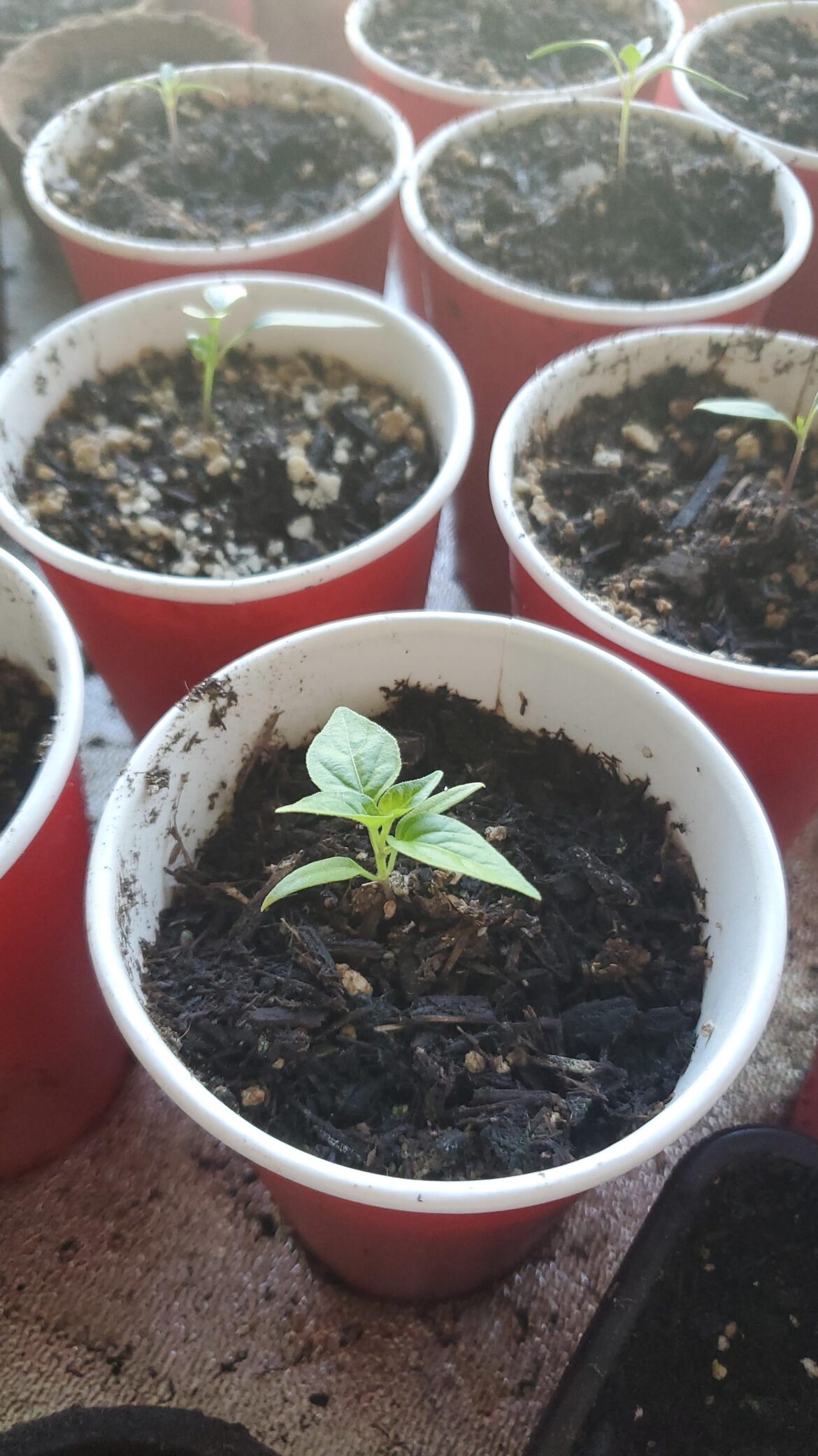 I started these a month or two ago, and they havent grow much since. What's going on?