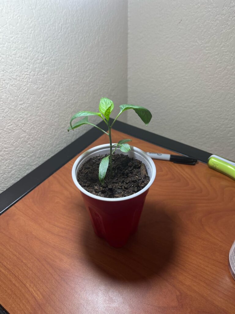 Why are the leaves so droopy?