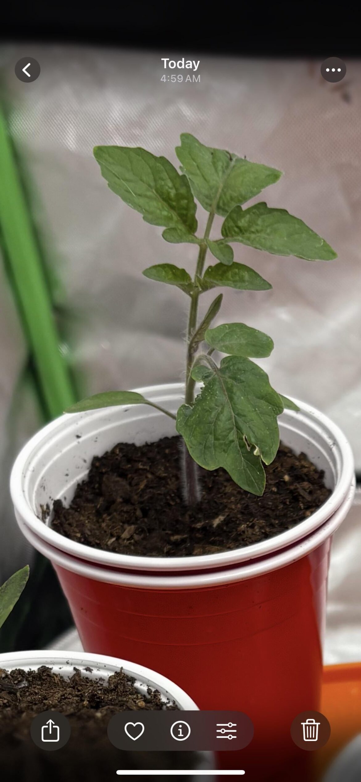 The tomato plant I grew from a tomato in the fridge.
