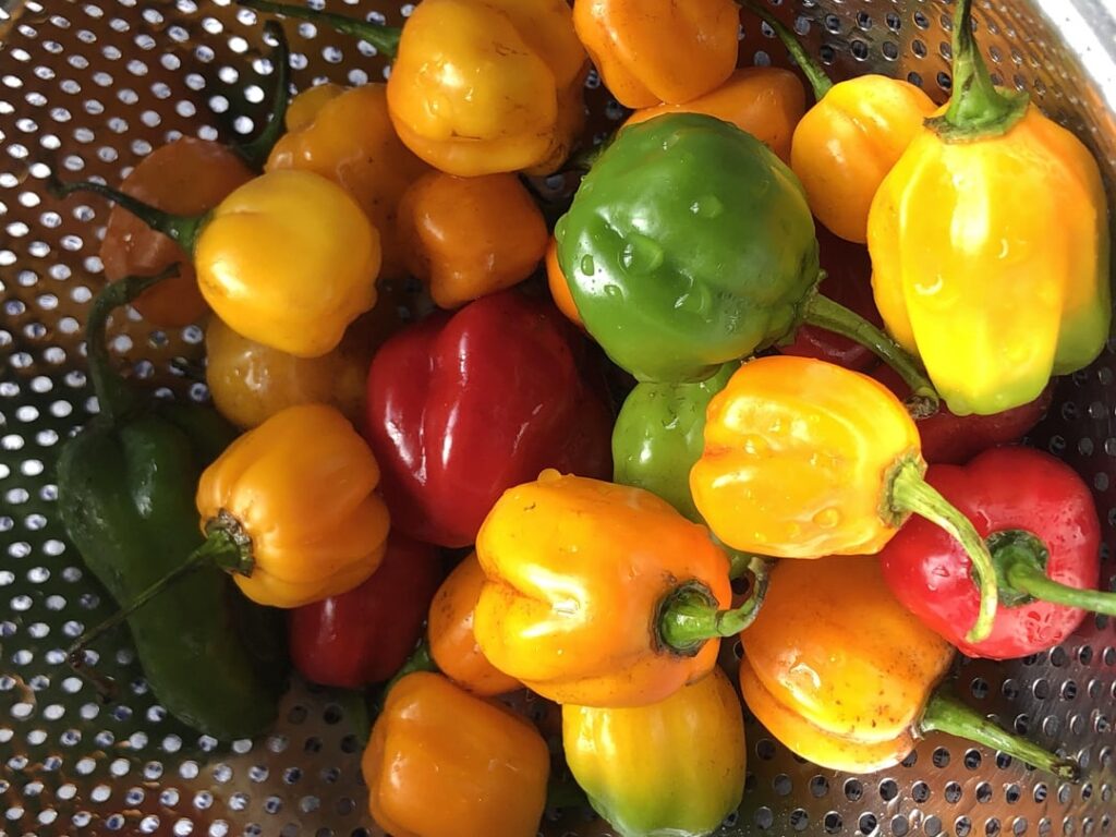 Little habeneros. They are so fragrant. I can get enough of these in salads and noodle bowls