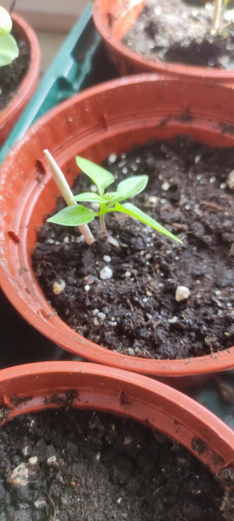 Will they survive? Dragons breath in Poland