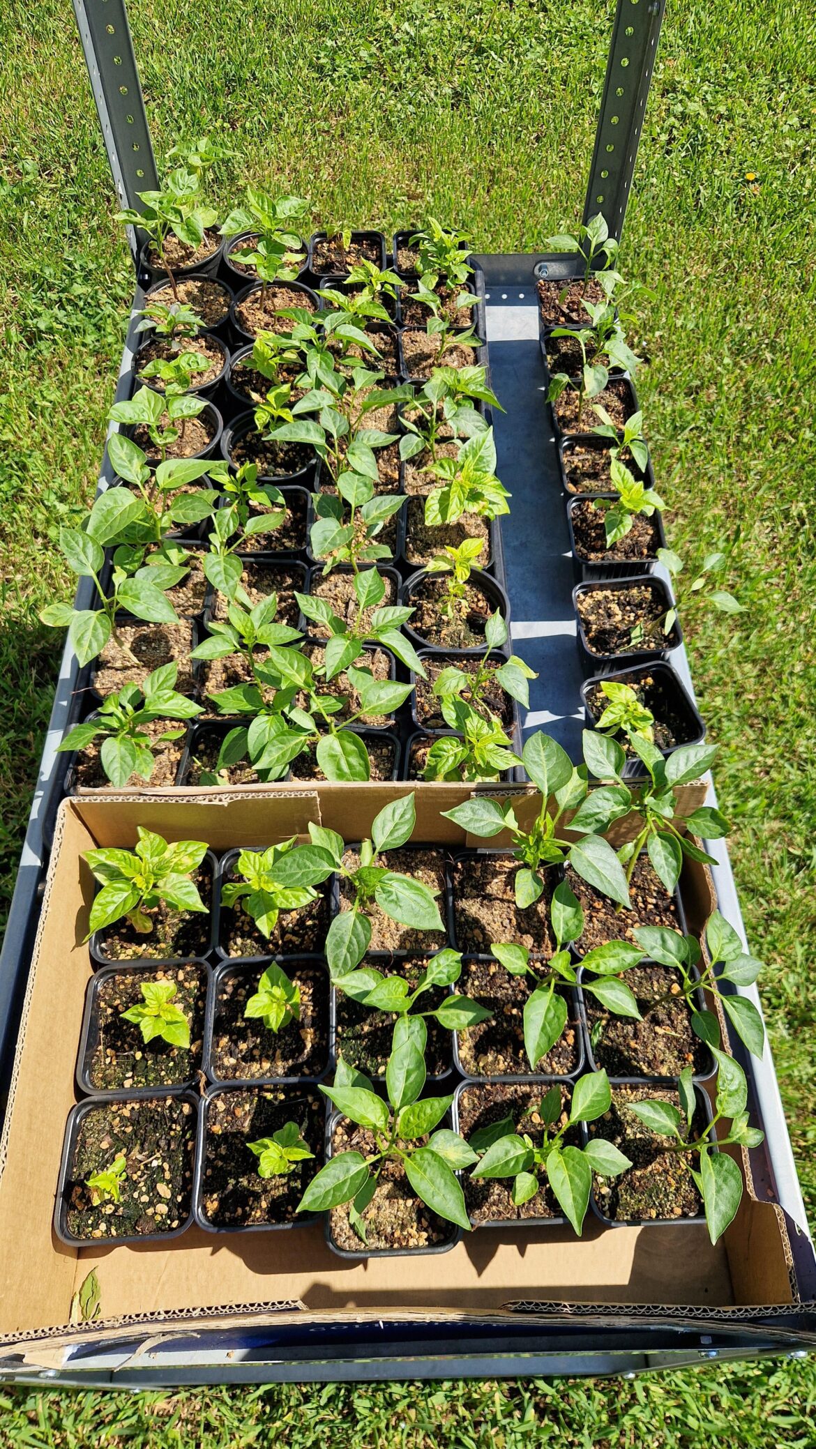First attempt, 2 months old, no tents, no grow lights, no fans. Worst they hand -3 celsius at night. Habanero and Jalapeno.