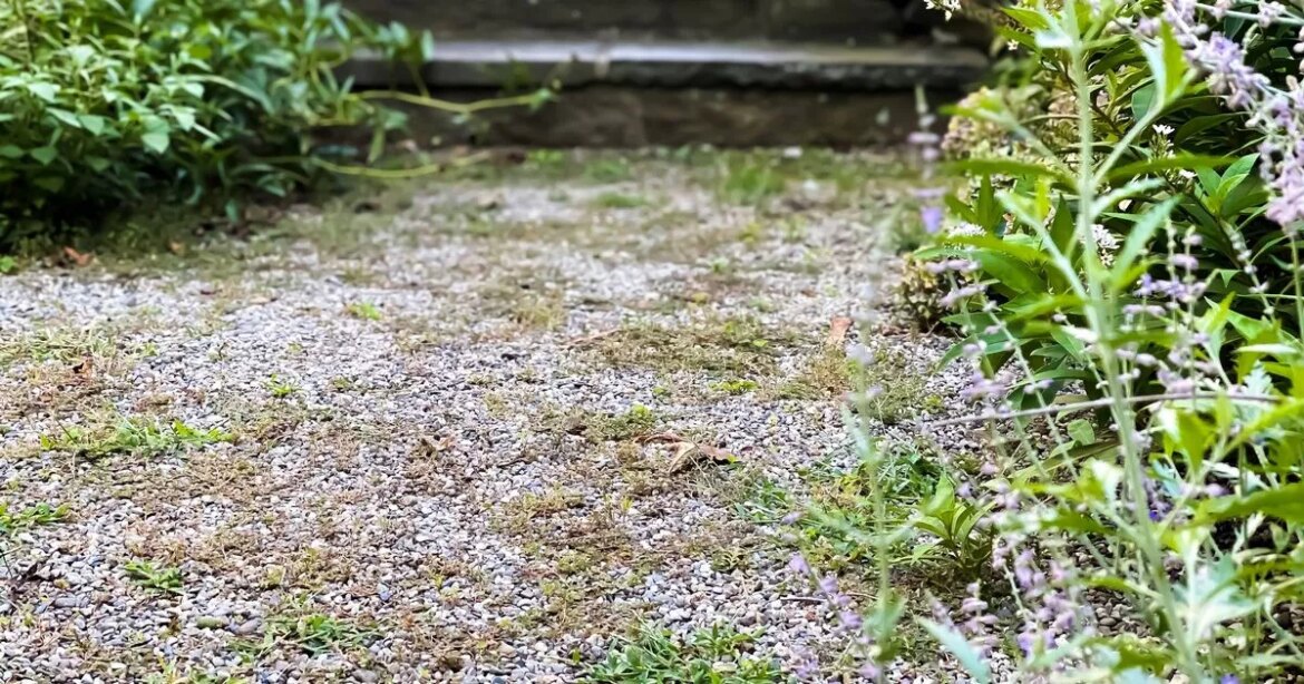 This one household item will banish gravel weeds ‘better’ than vinegar The Daily Record