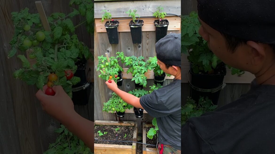 Vertical gardening is one way to utilize empty spaces and maximize food production.