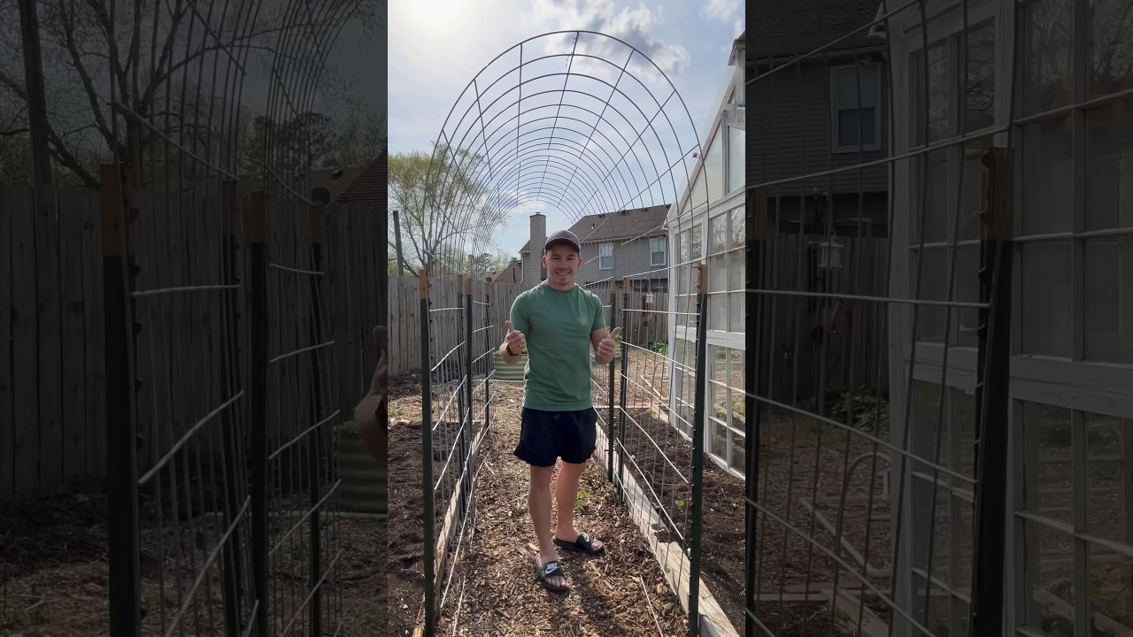 How To Build A Cattle Panel Trellis For Fruits And Veggies Dining How To Build A Cattle Panel Trellis For Fruits And Veggies Dining