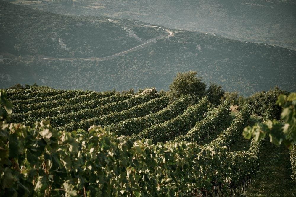 One Of The Best Wines For Summer (And All Year Long) Is From Greece One Of The Best Wines For Summer (And All Year Long) Is From Greece