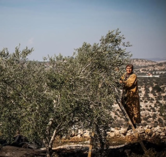 Olive harvest - Image: Zaytoun.uk
