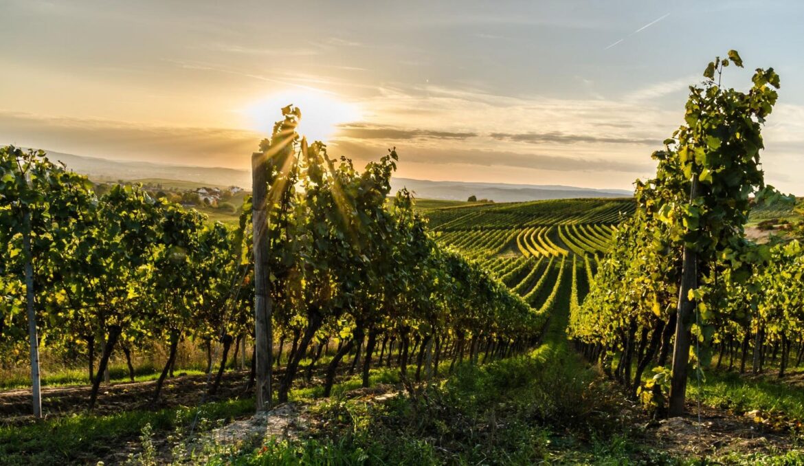 Five Special Wine Regions In Germany